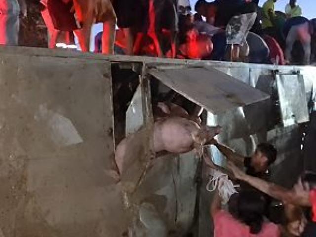Carreta com porcos tomba em Varzéa Grande e multidão saqueia carga; vídeo