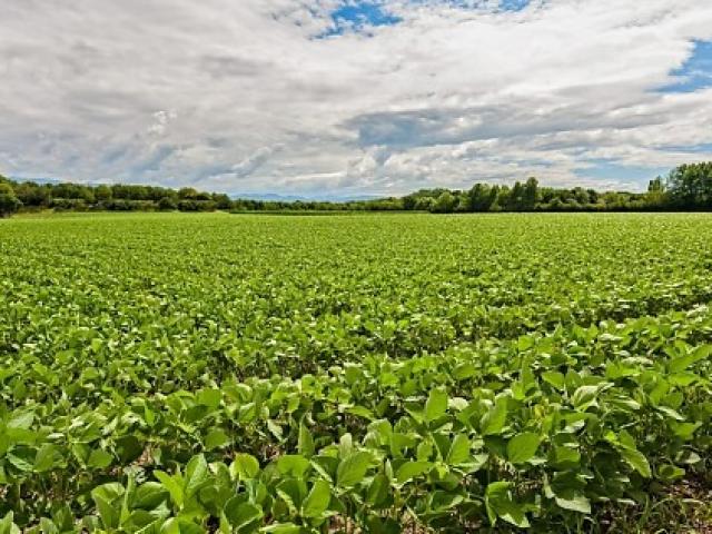 Custo da soja chega a R$ 8,1 mil por hectare e retorno deve cair 35% em MT