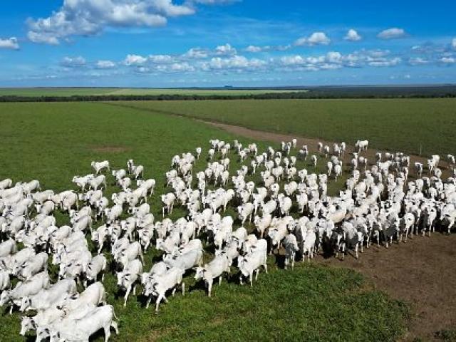 Pecuária de Mato Grosso lidera exportações da carne bovina brasileira