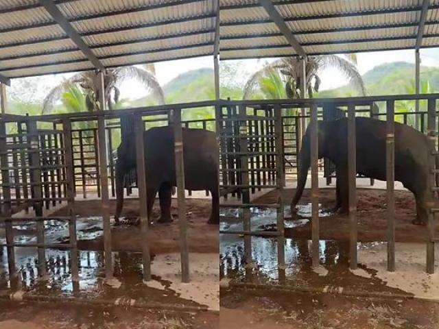 Elefante Sandro chega a santuário em MT após passar 40 anos preso em zoológico