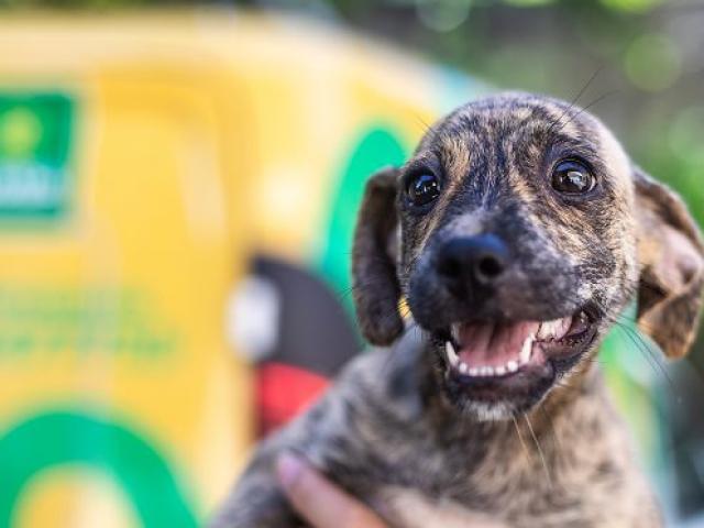 Campo Novo fixa multa de R$ 42,4 mil para quem for reincidente em abandono de animais