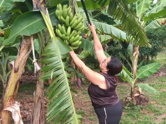 Agricultora familiar colhe frutos de mudas que recebeu do Governo: 
