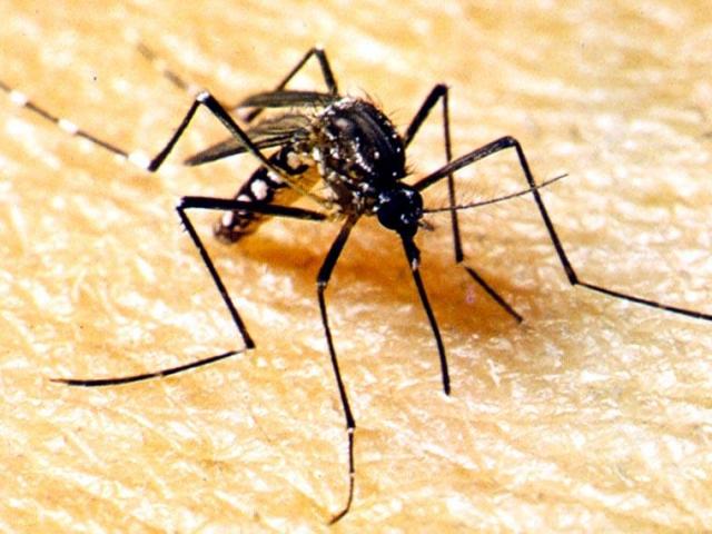 Semana D contra dengue em Mato Grosso será de 18 a 30 de março