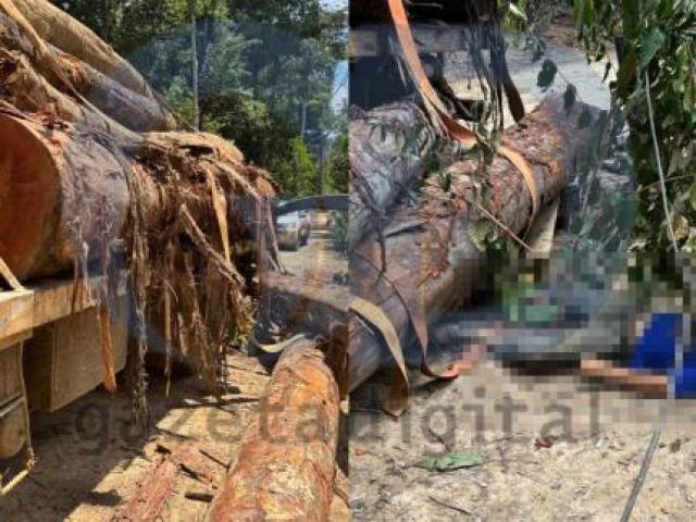 Tora de madeira cai de caminhão e mata trabalhador de 22 anos