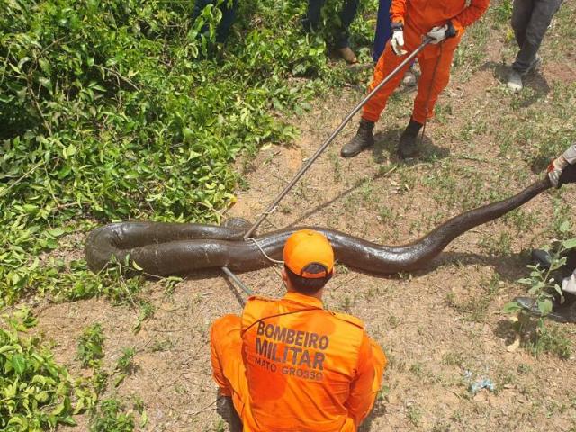 Corpo de Bombeiros resgata sucuri em área de mata em Sorriso