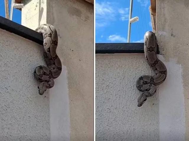 Moradora de Goiás se assusta ao encontrar cobra no muro de casa. Veja vídeo
