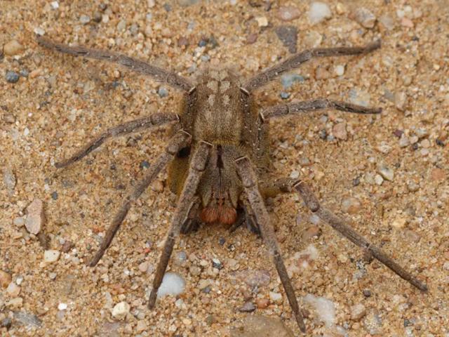 Brasil tem 3 das 4 aranhas mais perigosas do mundo; veja lista 