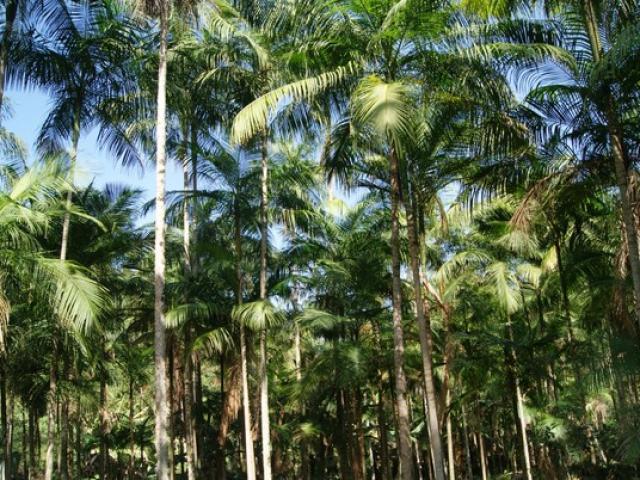 Palmito pupunha do Vale do Ribeira ganha selo de Indicação Geográfica