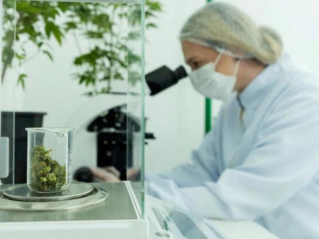 Anvisa autoriza Embrapa a iniciar pesquisas científicas com cannabis no Brasil