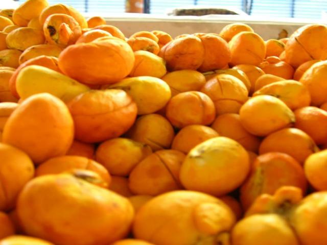 Capital do Pequi em Mato Grosso deve aumentar em 30% colheita até dezembro