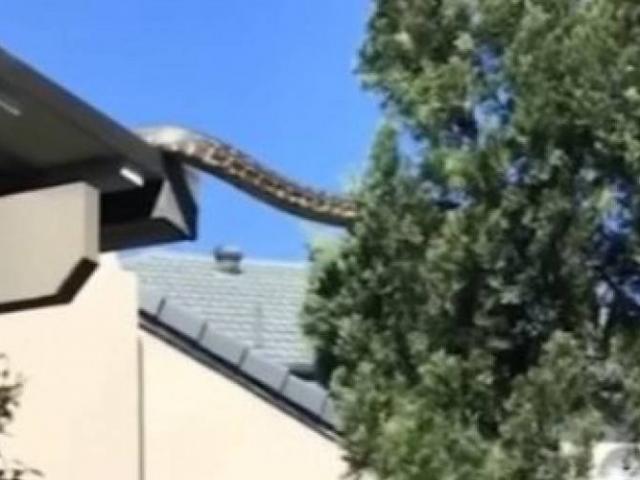 cobra gigante sai de telhado e escala árvore na Austrália