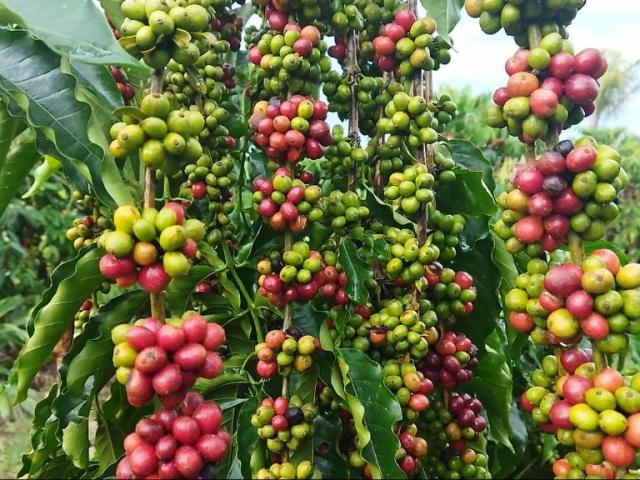 Governo de MT investe em ciência para fortalecer a produção de café na agricultura familiar