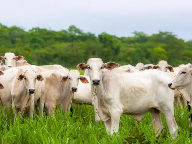 Com maior rebanho de gado, pecuaristas de MT reagem à sobretaxa da China contra carne bovina