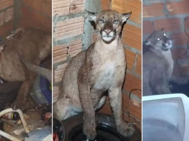 Cães ficam agitados e denunciam presença de onça-parda em lavanderia de residência de MT