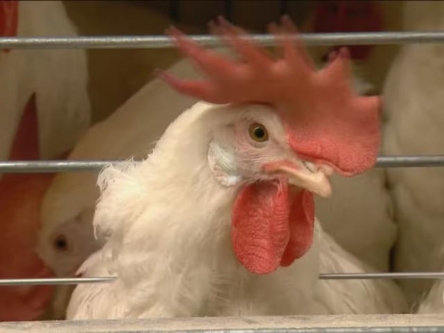Gripe aviária: Mato Grosso descarta 2 casos da doença e investiga novo foco em aves domésticas