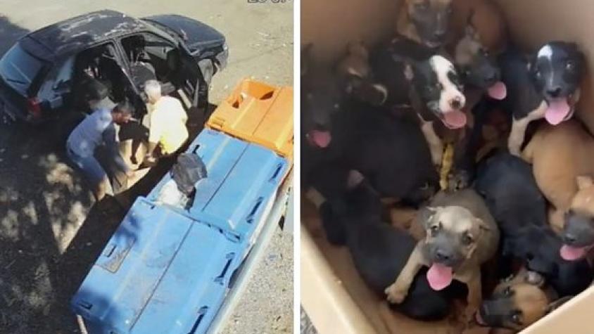 Homem abandona 11 filhotes de cachorro em rodovia, é rastreado por câmeras e acaba preso; vídeo