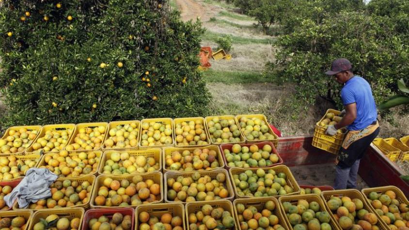 Conab está autorizada a realizar leilões de apoio ao escoamento de laranja