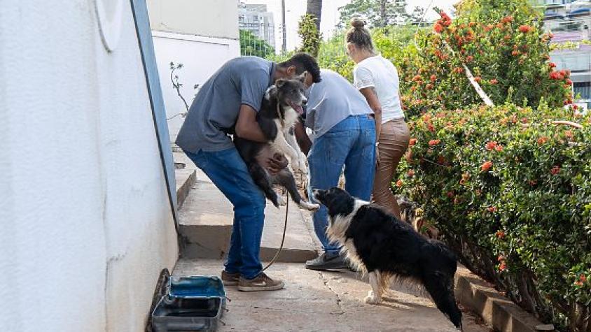 Oito cachorros são resgatados em situação grave em canil clandestino; 1 não resiste e morre