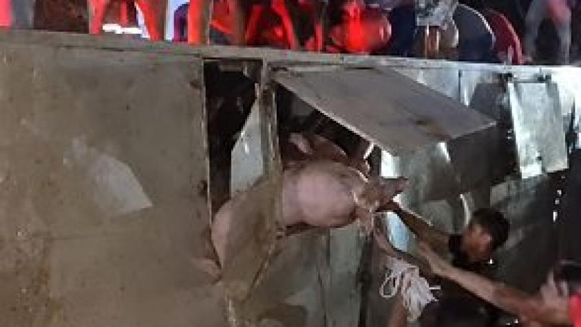 Carreta com porcos tomba em Varzéa Grande e multidão saqueia carga; vídeo