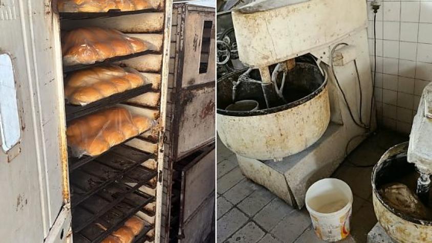 Padaria clandestina é flagrada produzindo pães em meio à crostas de sujeita em Cuiabá; vídeos