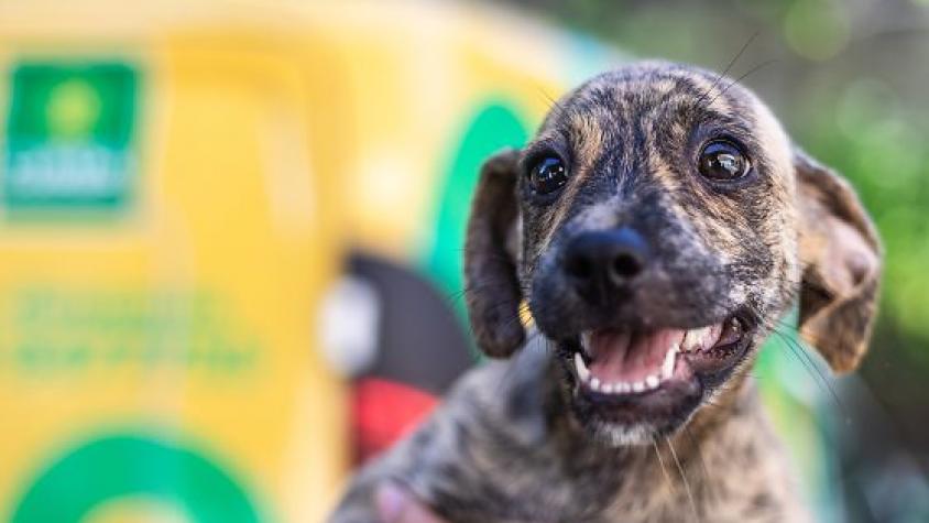 Estado prevê R$ 7 milhões para implantar e operar hospital veterinário em Mato Grosso